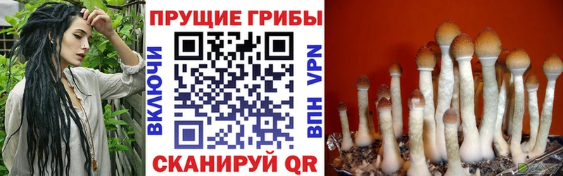 магазин продажи   Талица  Галлюциногенные грибы Magic Shrooms 